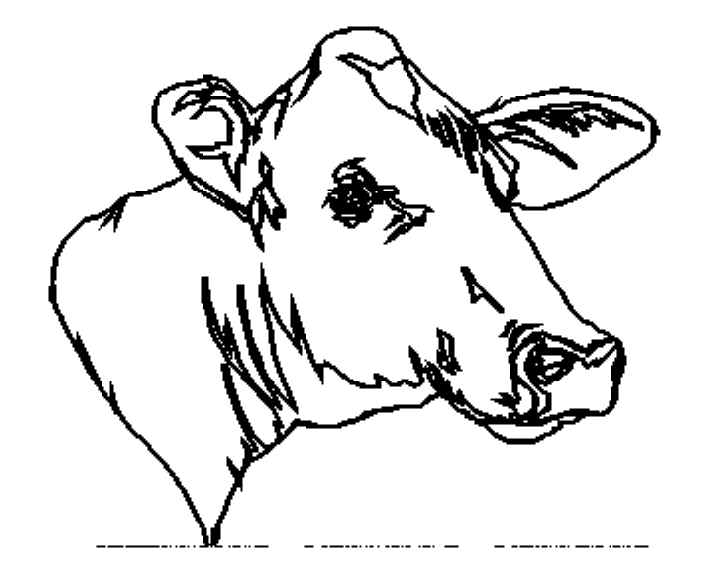 Vaca #9844
