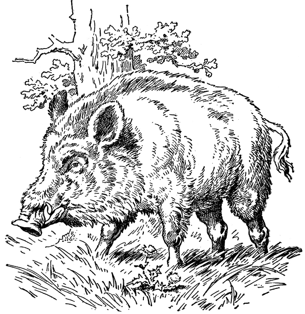 Javalí #9847
