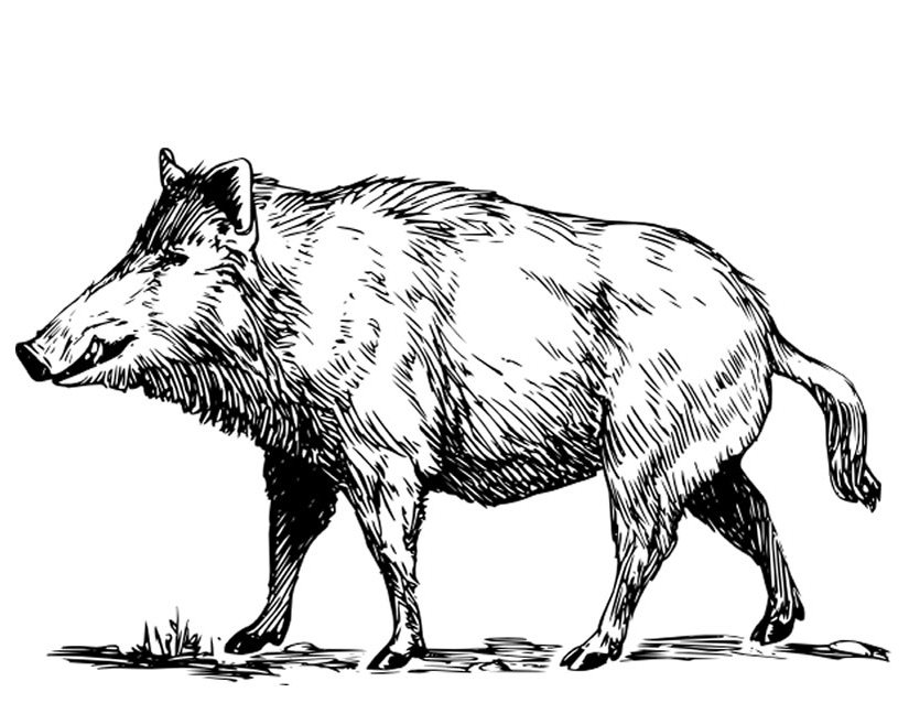 Javalí #9848