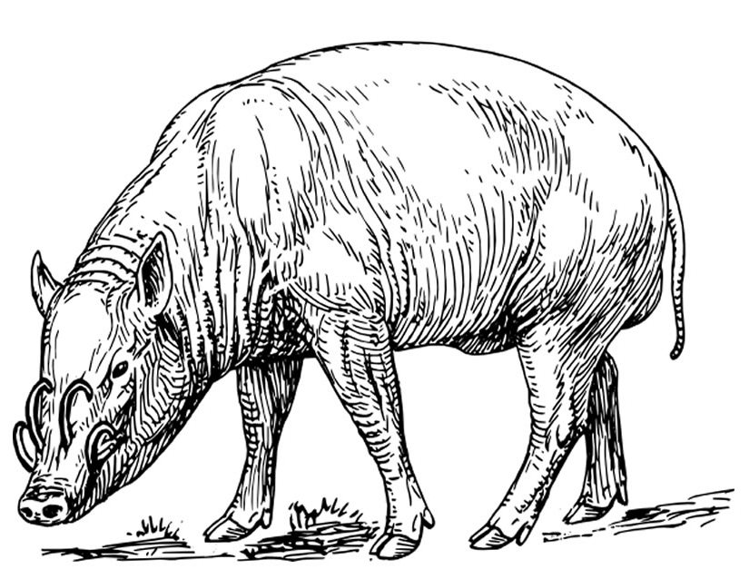 Javalí #9858