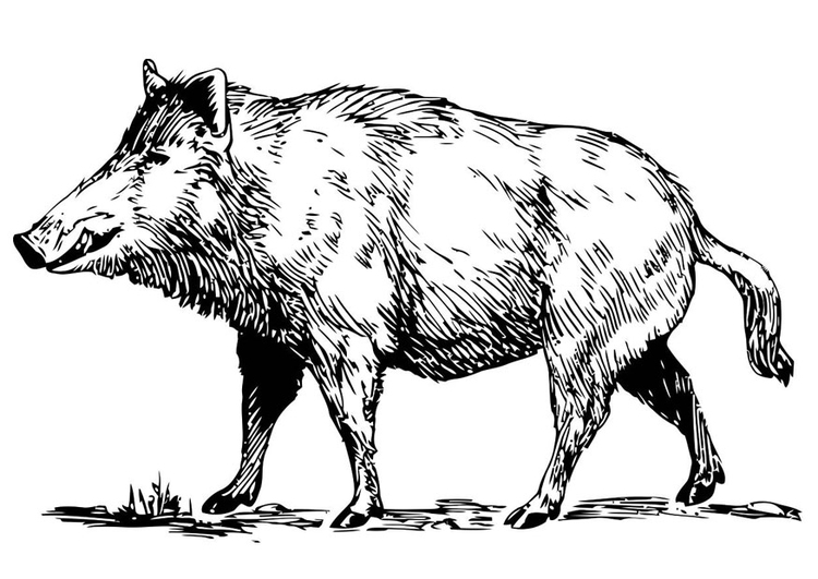 Javalí #9860
