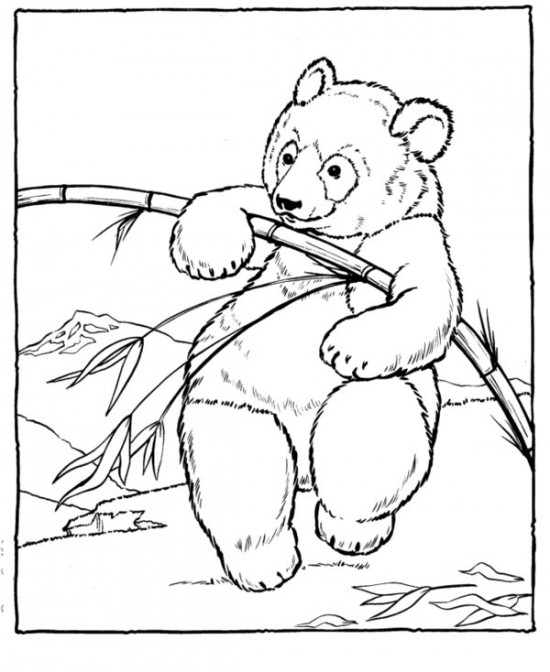 Zoo #10007