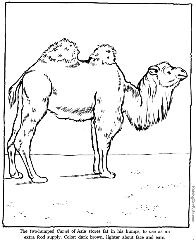 Zoo #10011
