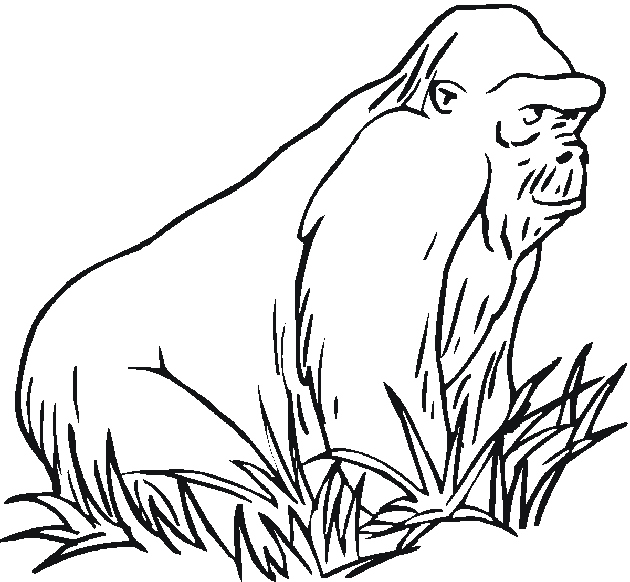 Zoo #10013