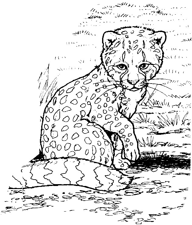 Zoo #10019