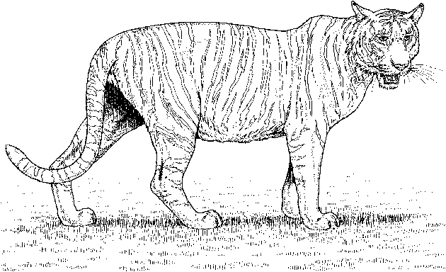 Zoo #10024