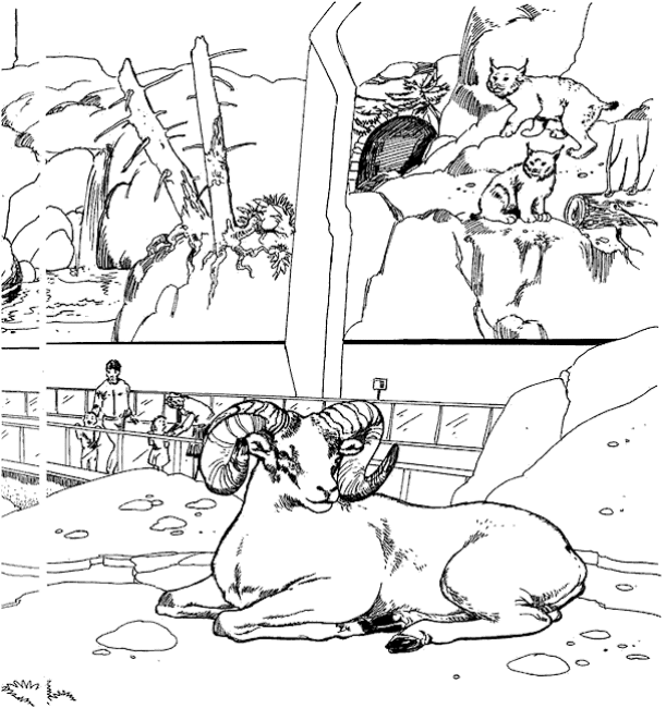 Zoo #10036