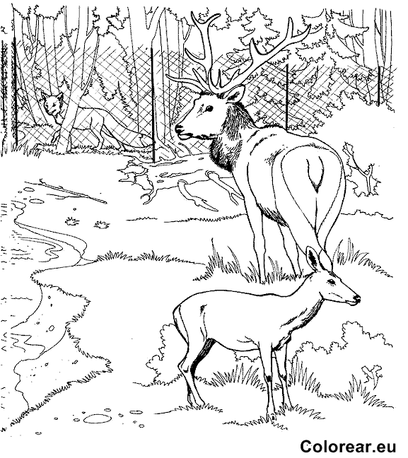 Zoo #10042