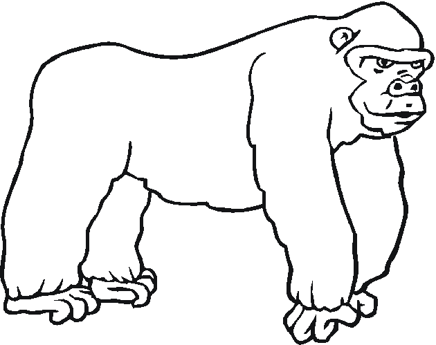 Zoo #10047