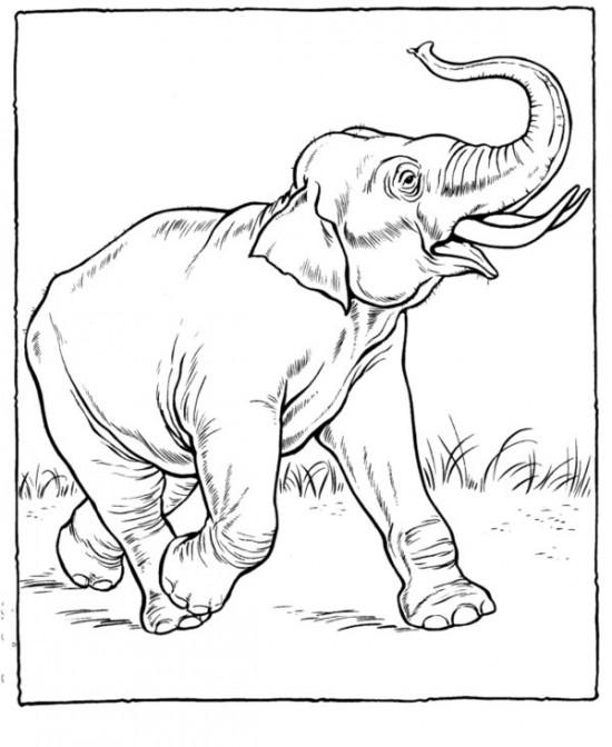 Zoo #10060