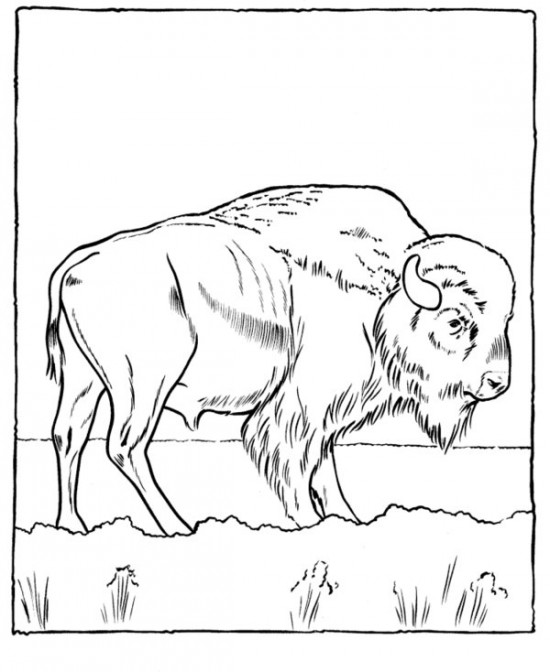 Zoo #10064