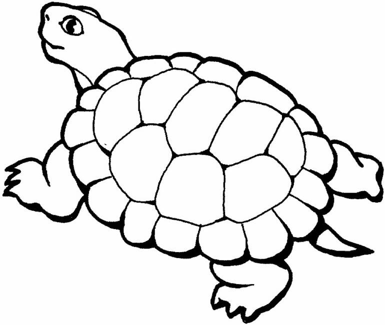 Zoo #10067