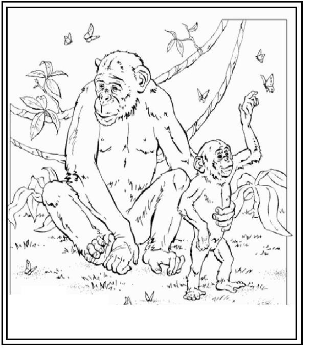 Zoo #10070