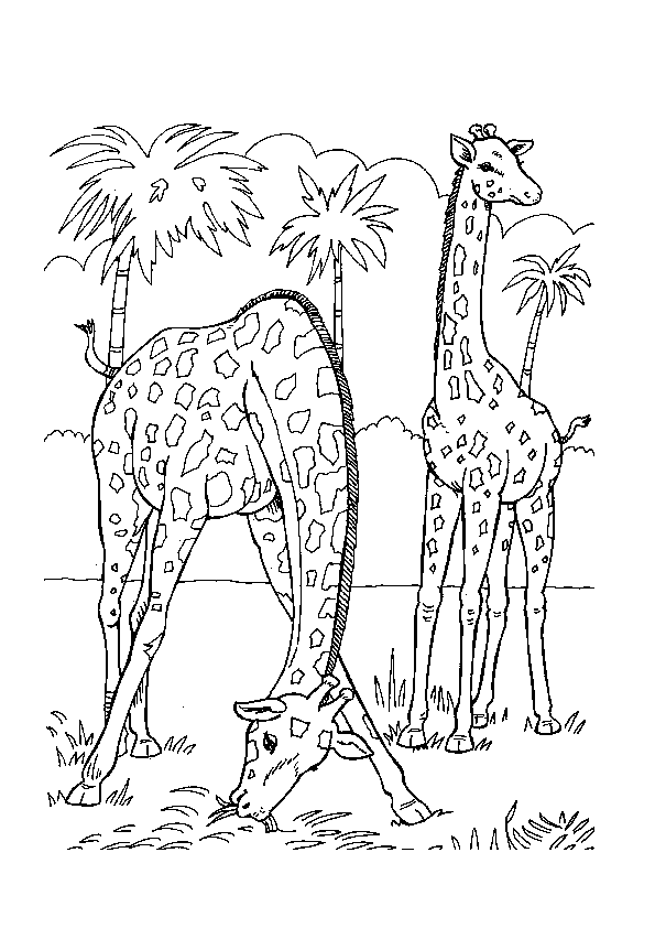 Zoo #9887