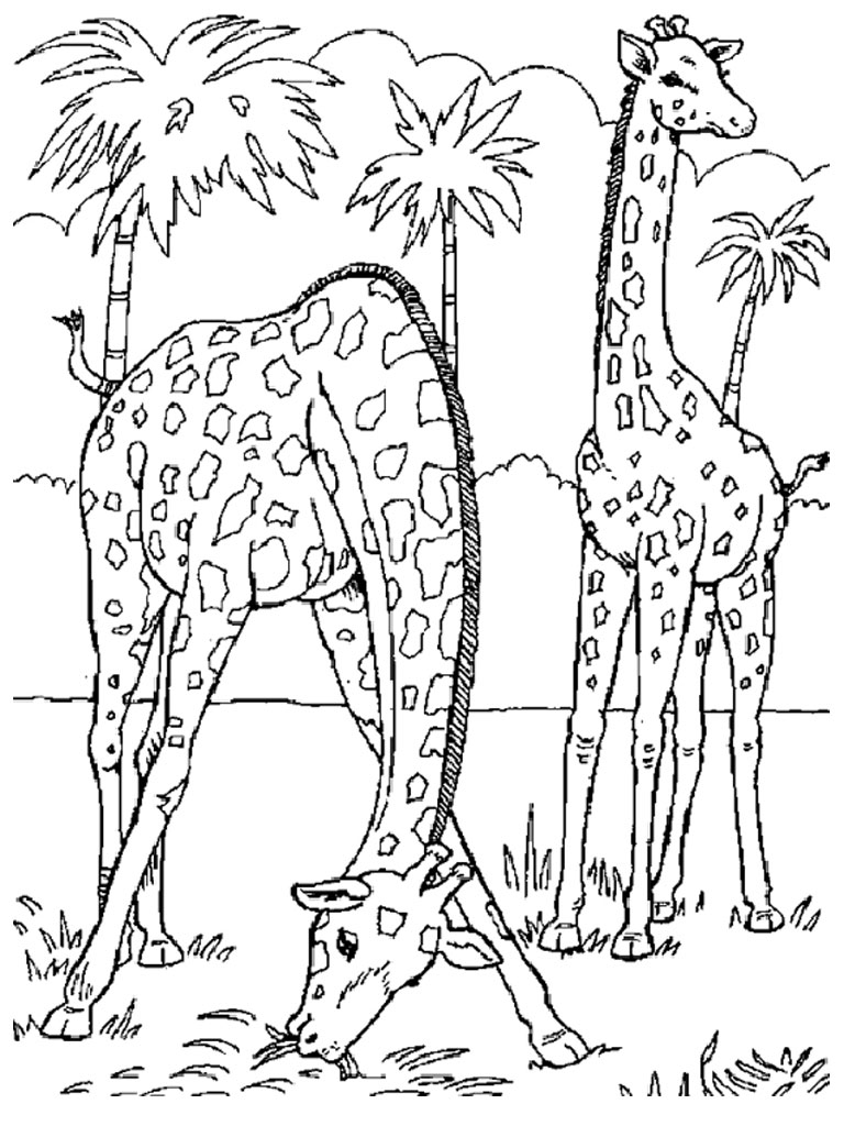 Zoo #9914