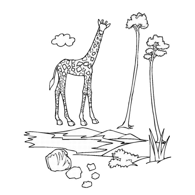Zoo #9917
