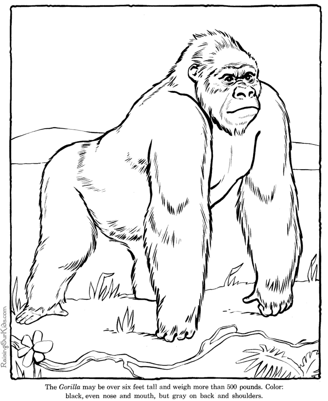 Zoo #9931