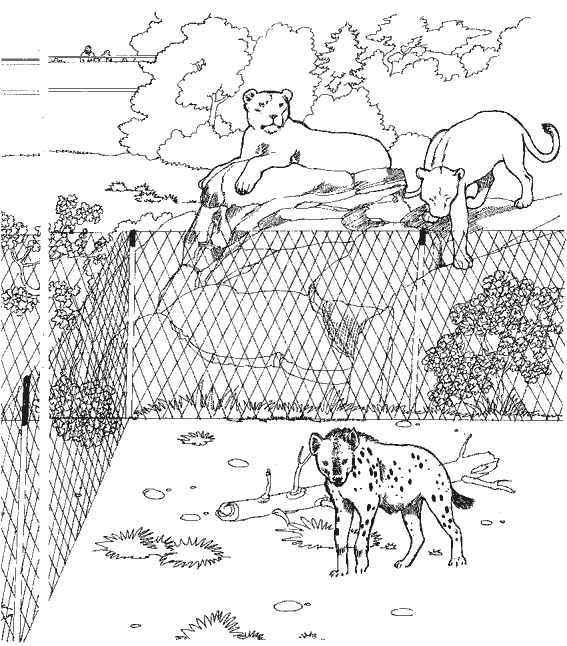 Zoo #9954