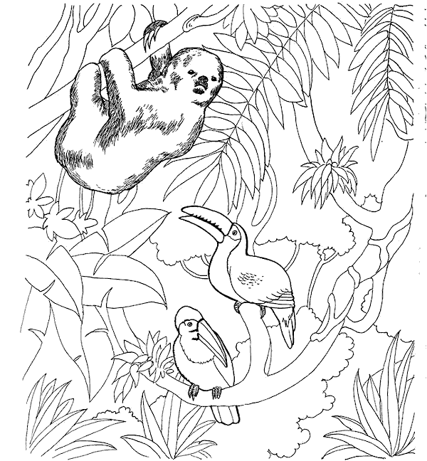 Zoo #9955