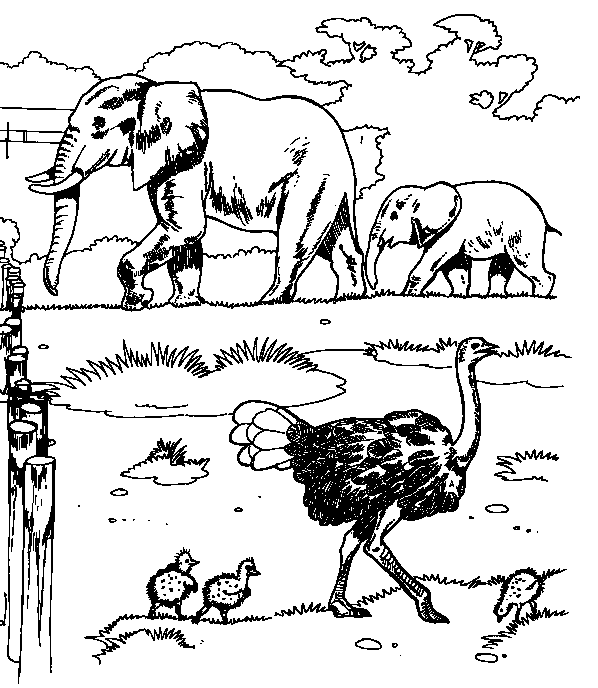 Zoo #9971