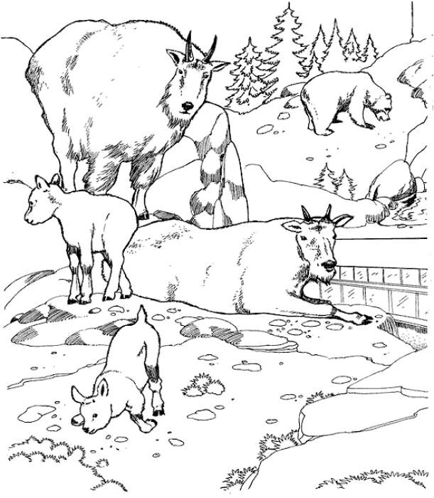Zoo #9973