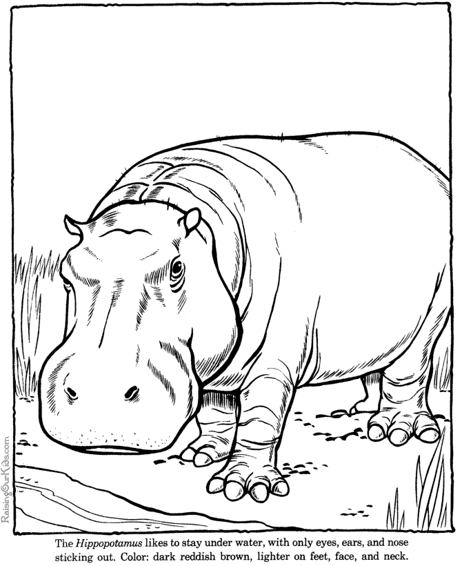 Zoo #9975