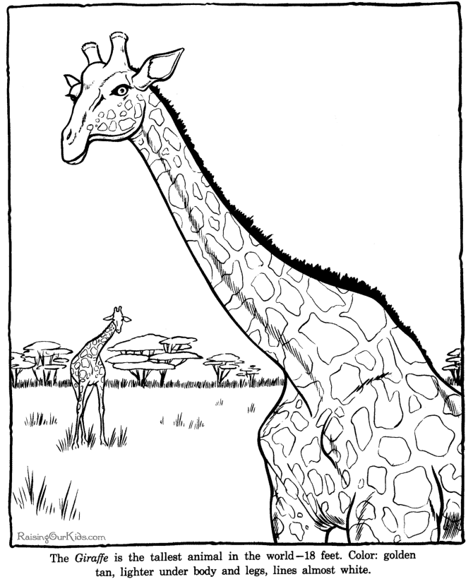 Zoo #9977