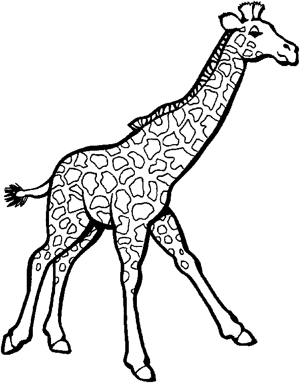 Zoo #9981