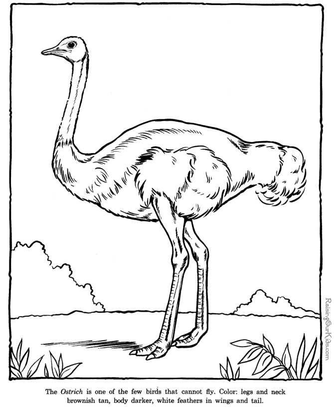 Zoo #9982