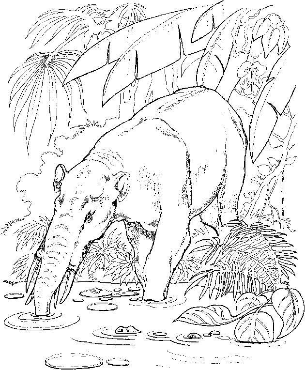 Zoo #9991