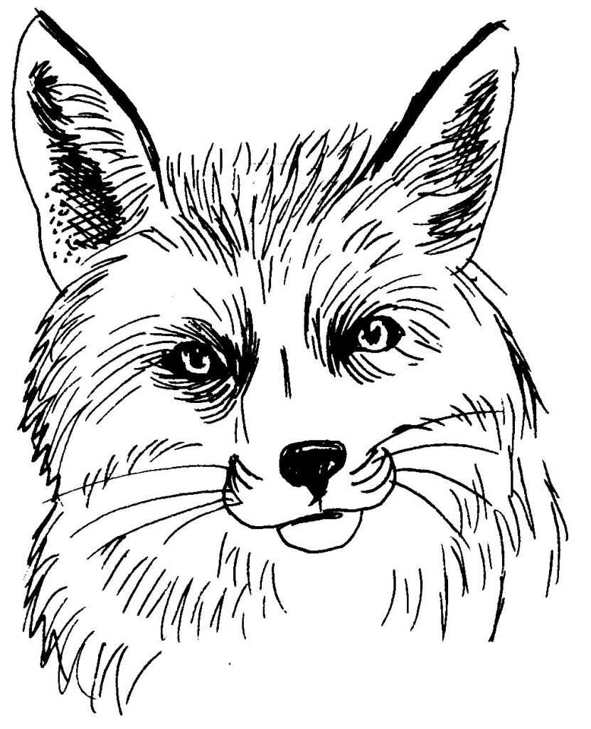 Zorro #10083