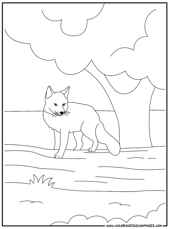 Zorro #10102