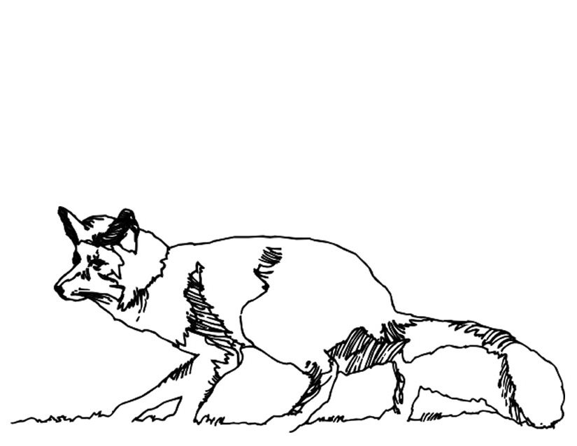 Zorro #10129