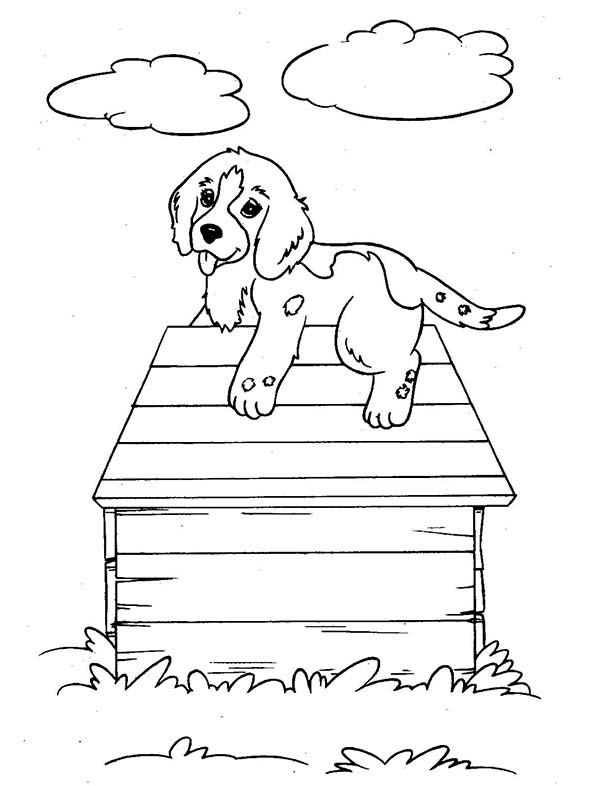 Caseta del perro #21869
