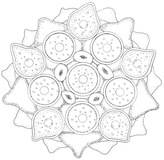 Mandalas Estrella #26388