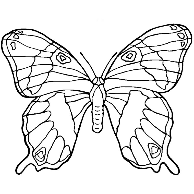 Mandalas Mariposa #26467