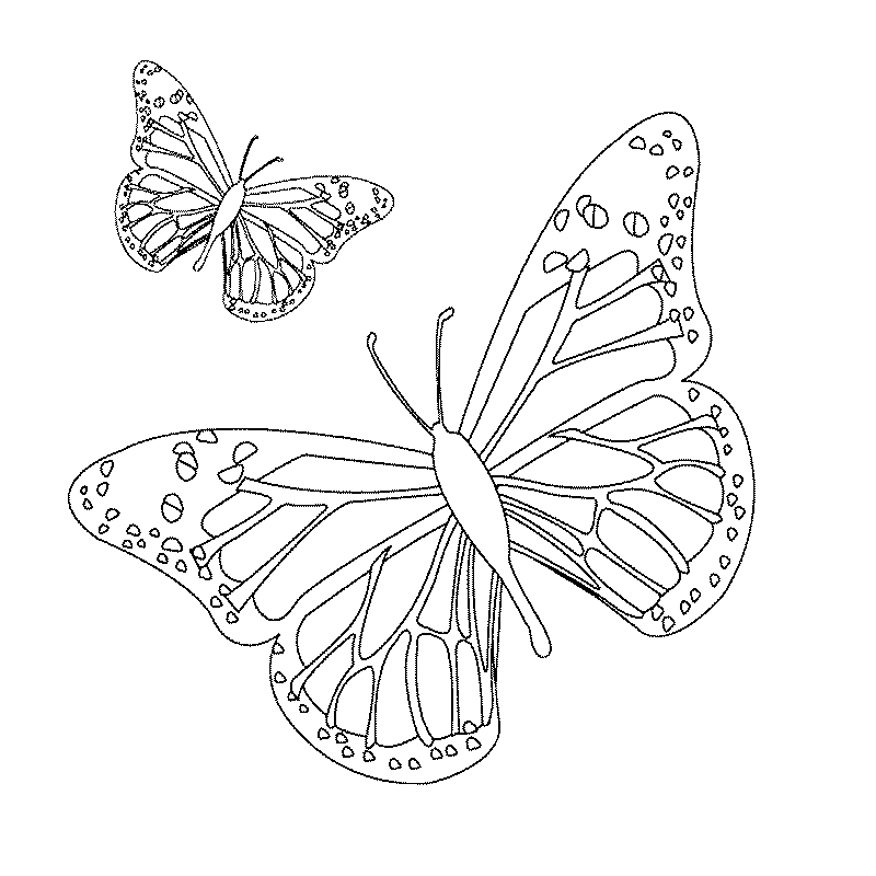 Mandalas Mariposa #26469