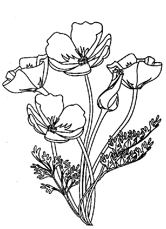 Amapola #26891