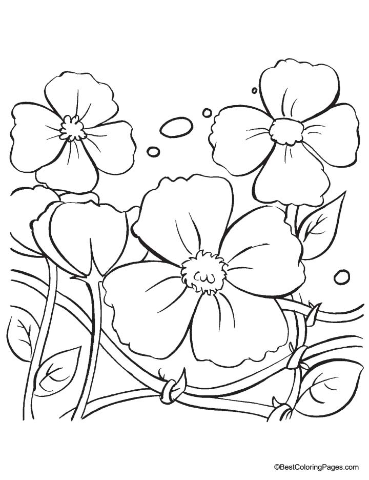 Amapola #26893