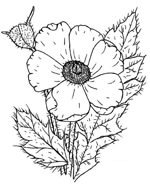 Amapola #26897