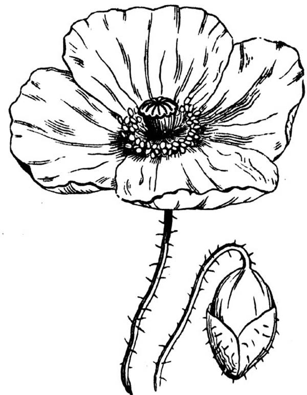 Amapola #26898