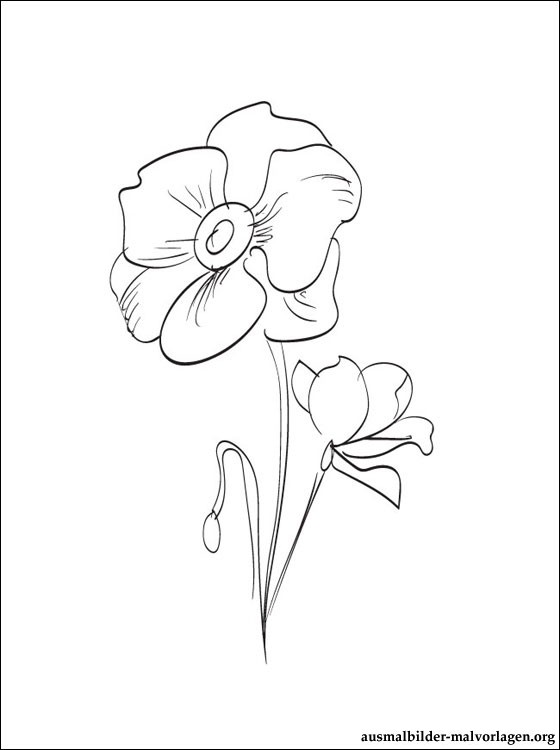 Amapola #26899