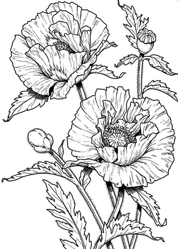 Amapola #26900
