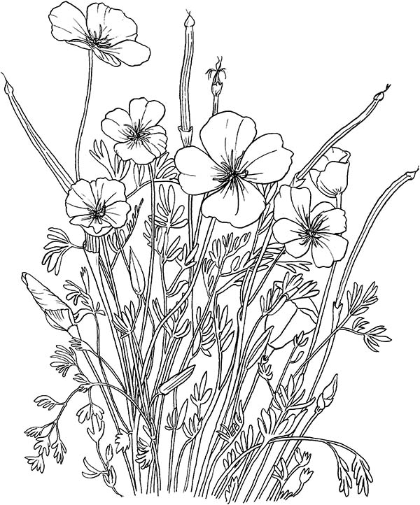 Amapola #26905