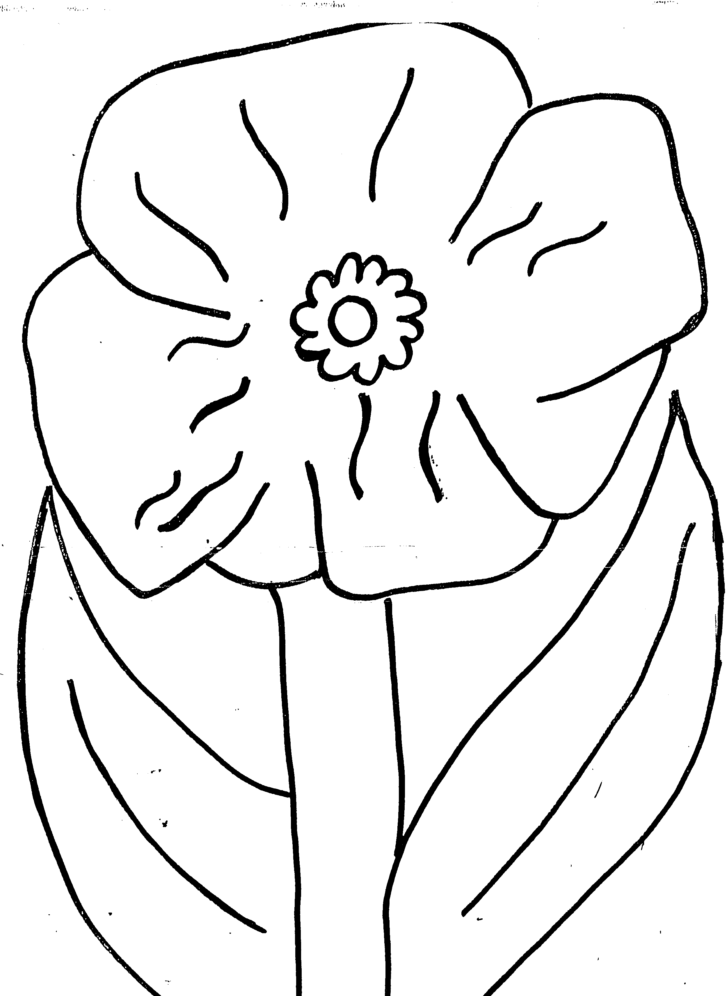 Amapola #26908