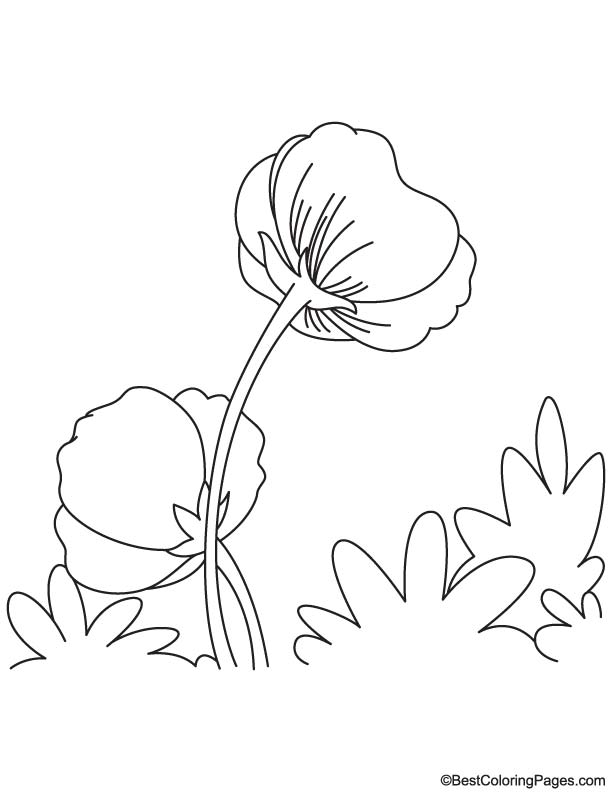 Amapola #26910