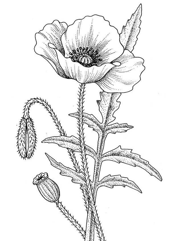 Amapola #26884