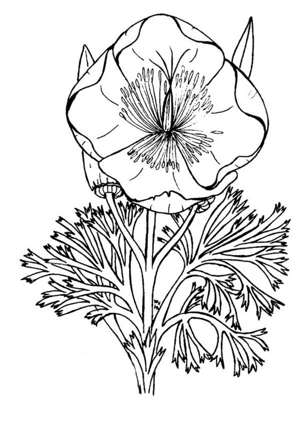 Amapola #26916
