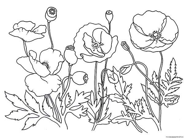 Amapola #26917