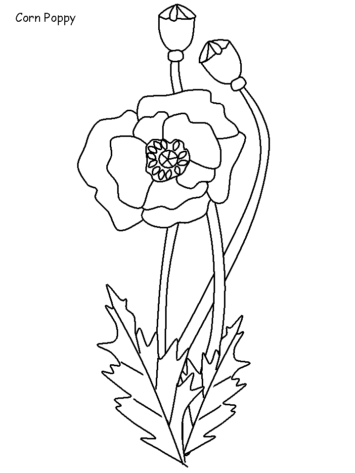 Amapola #26919